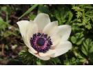 julias anemone 2