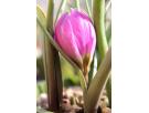 tulip botanic